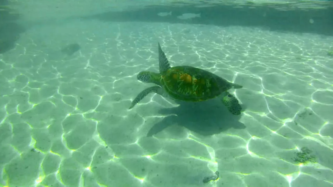 PLANÈTE INVESTIGATION - L'ENVERS DU PARADIS TAHITI