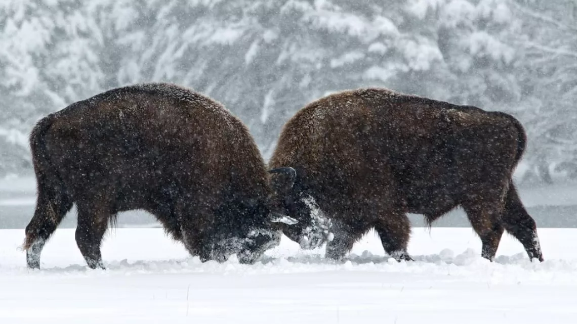 Bisons