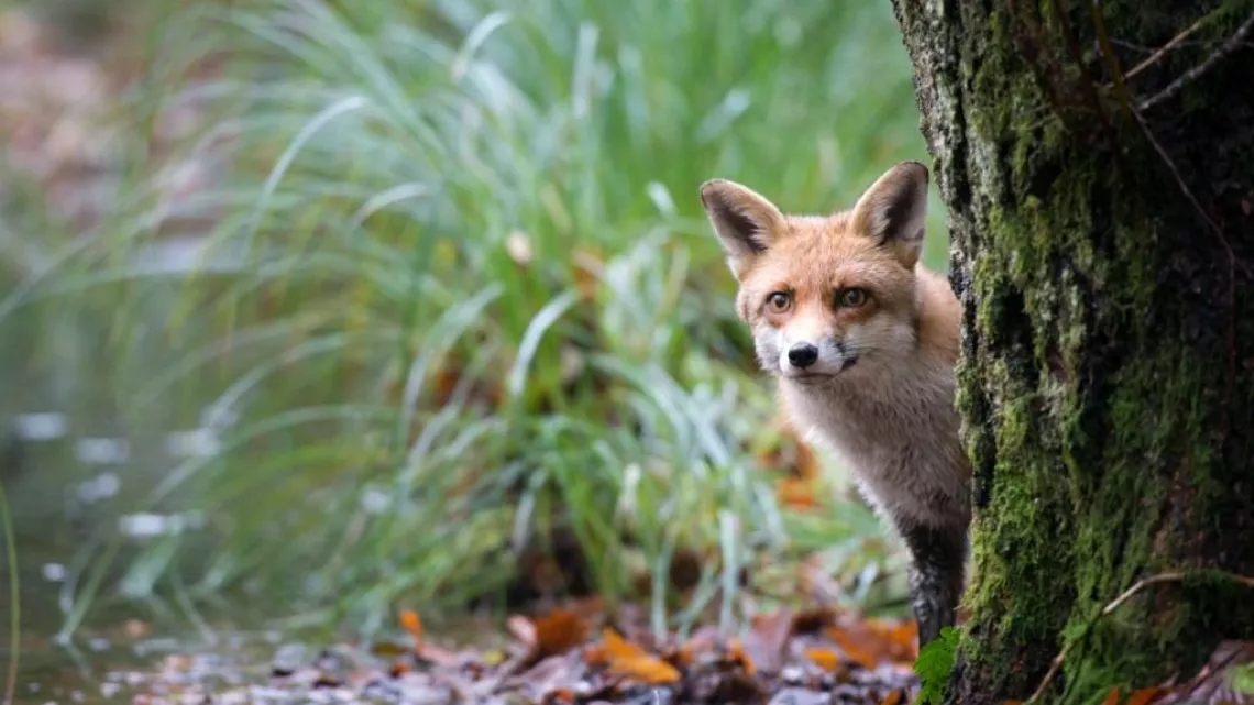 renard