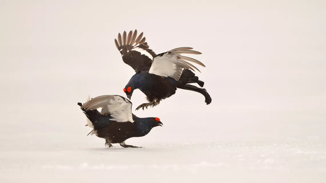 Oiseaux
