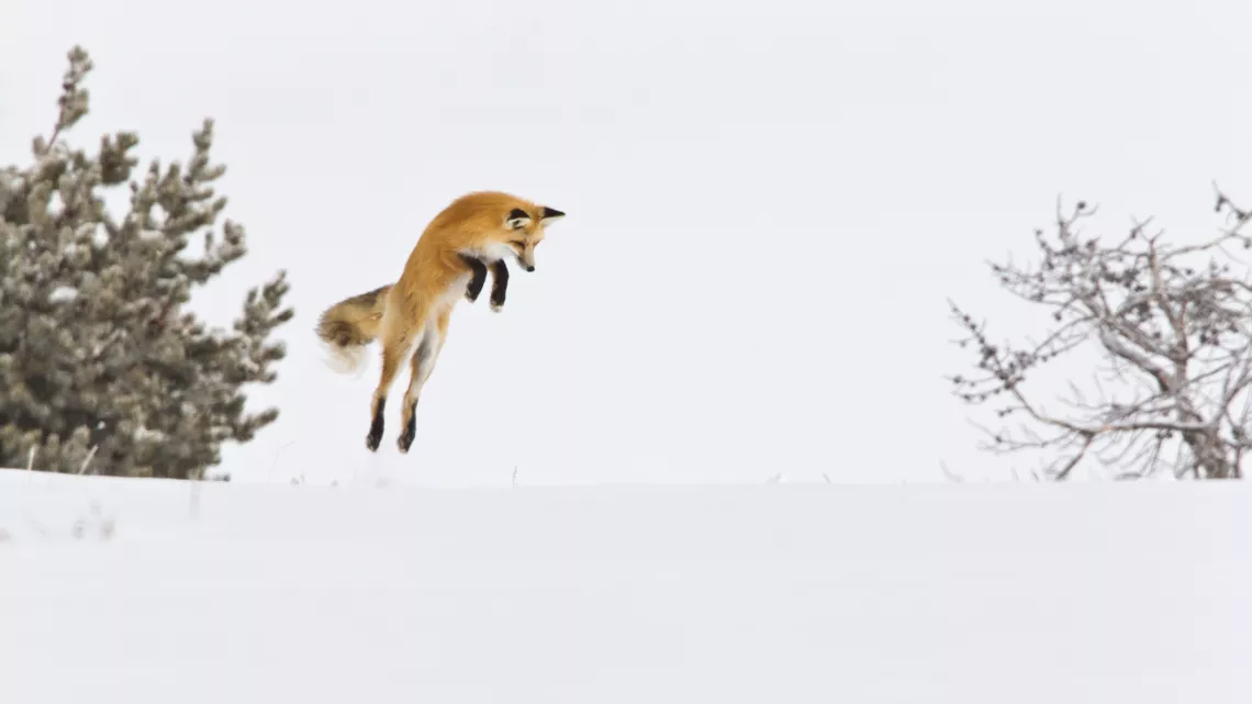 Renard