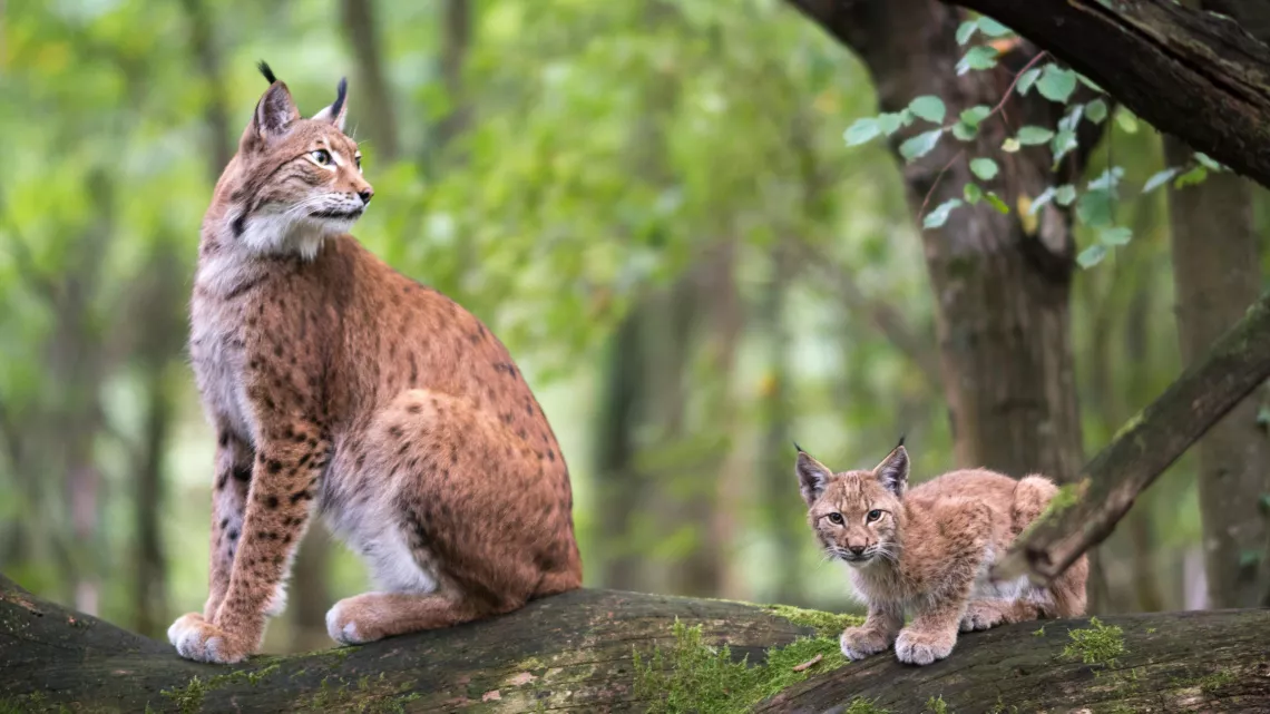 GRANDEURS NATURE