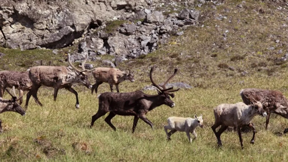 Caribous