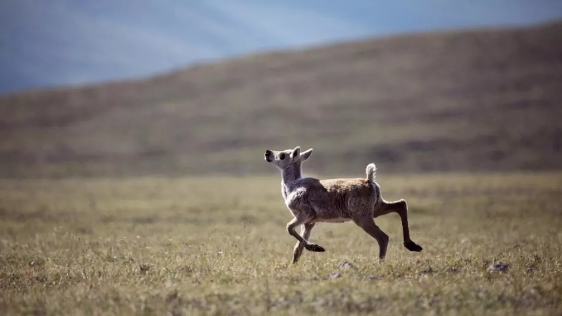 Bebe caribou