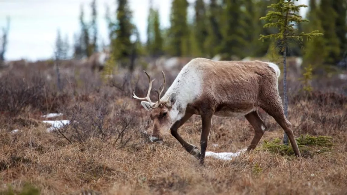 Caribou