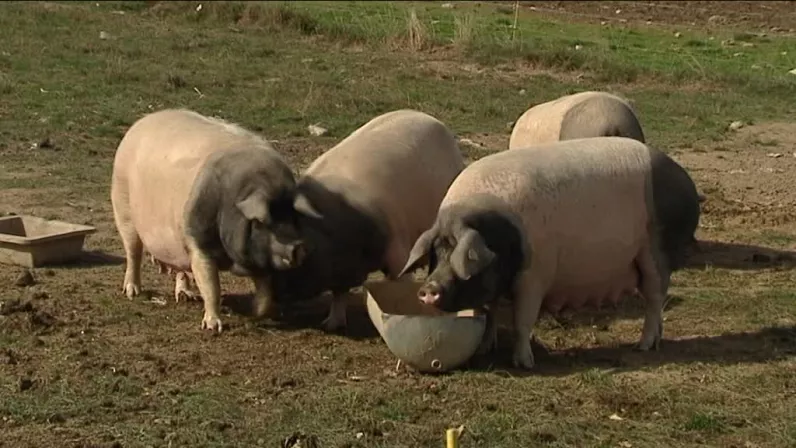 Les porc "Cul-Noir"