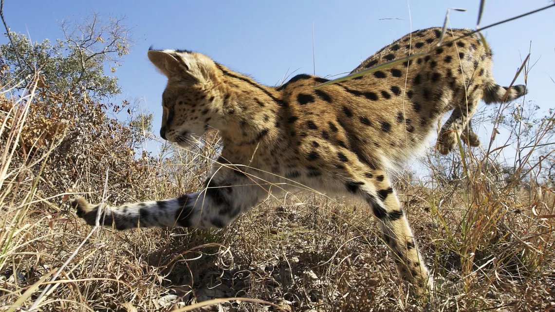 PLANÈTE ANIMALE