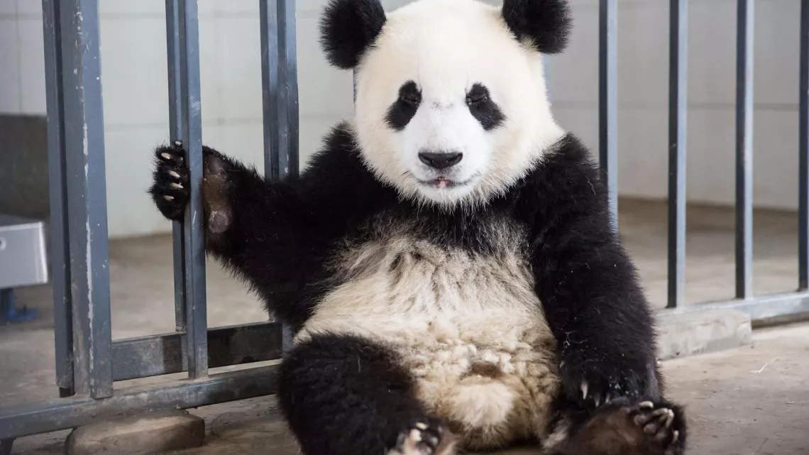BEBES PANDAS