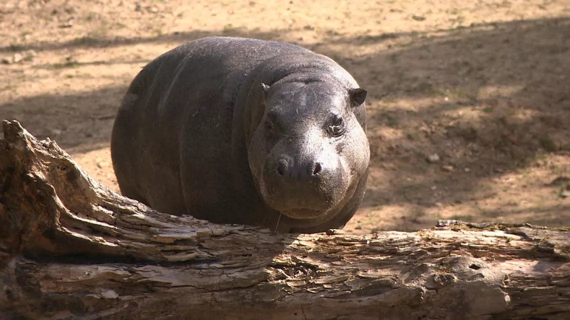 UNE SAISON AU ZOO