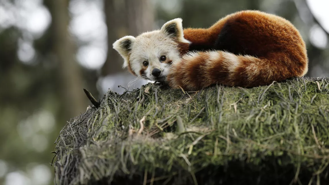 UNE SAISON AU ZOO