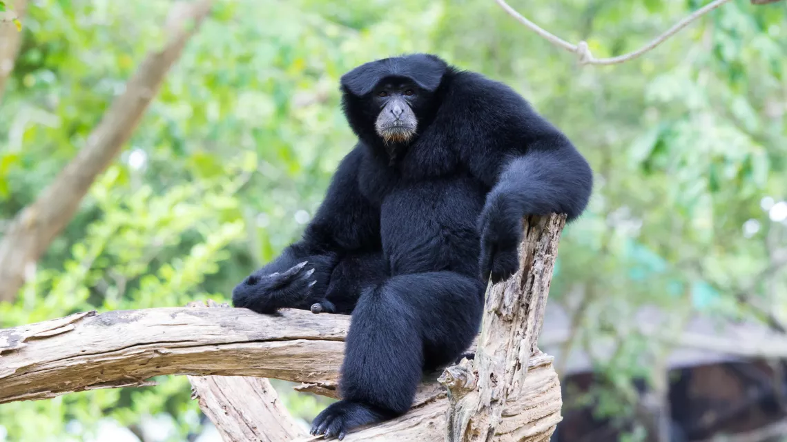 UNE SAISON AU ZOO