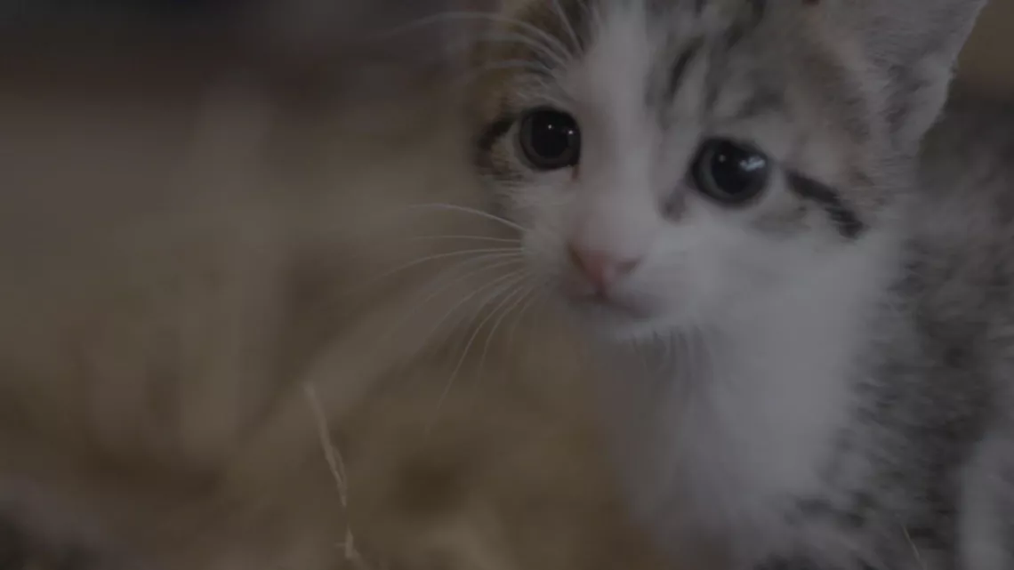 UNE VIE DE CHATON