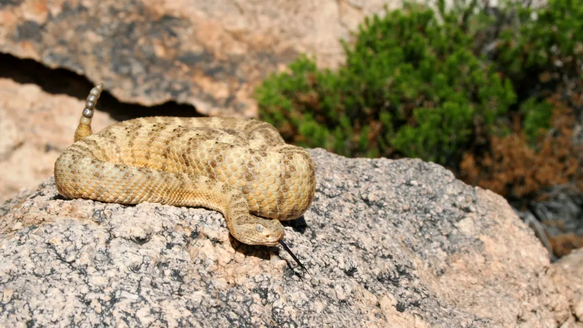 Les 10 serpents les plus dangereux