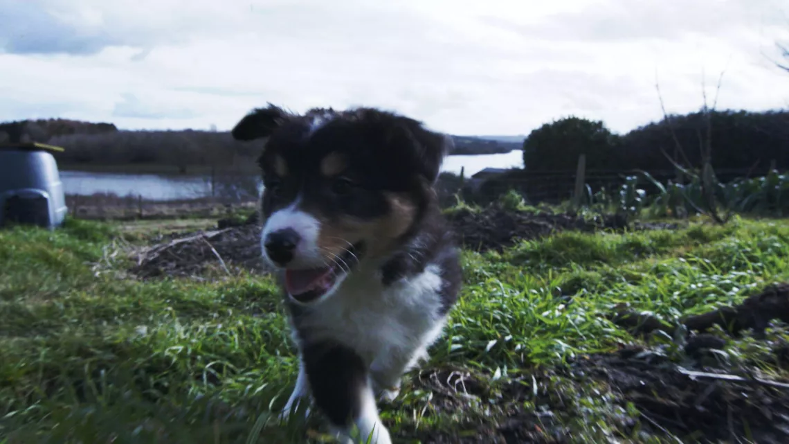 UNE VIE DE CHIOT