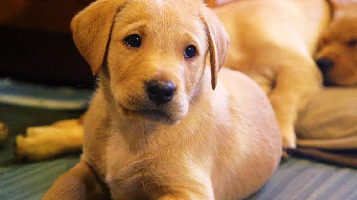 UNE VIE DE CHIOT