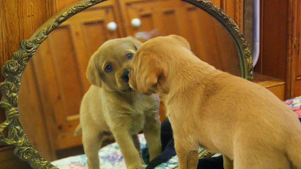UNE VIE DE CHIOT