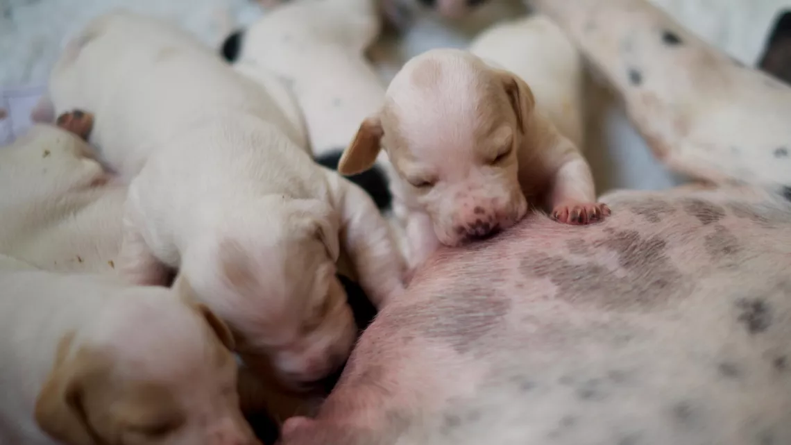 UNE VIE DE CHIOT