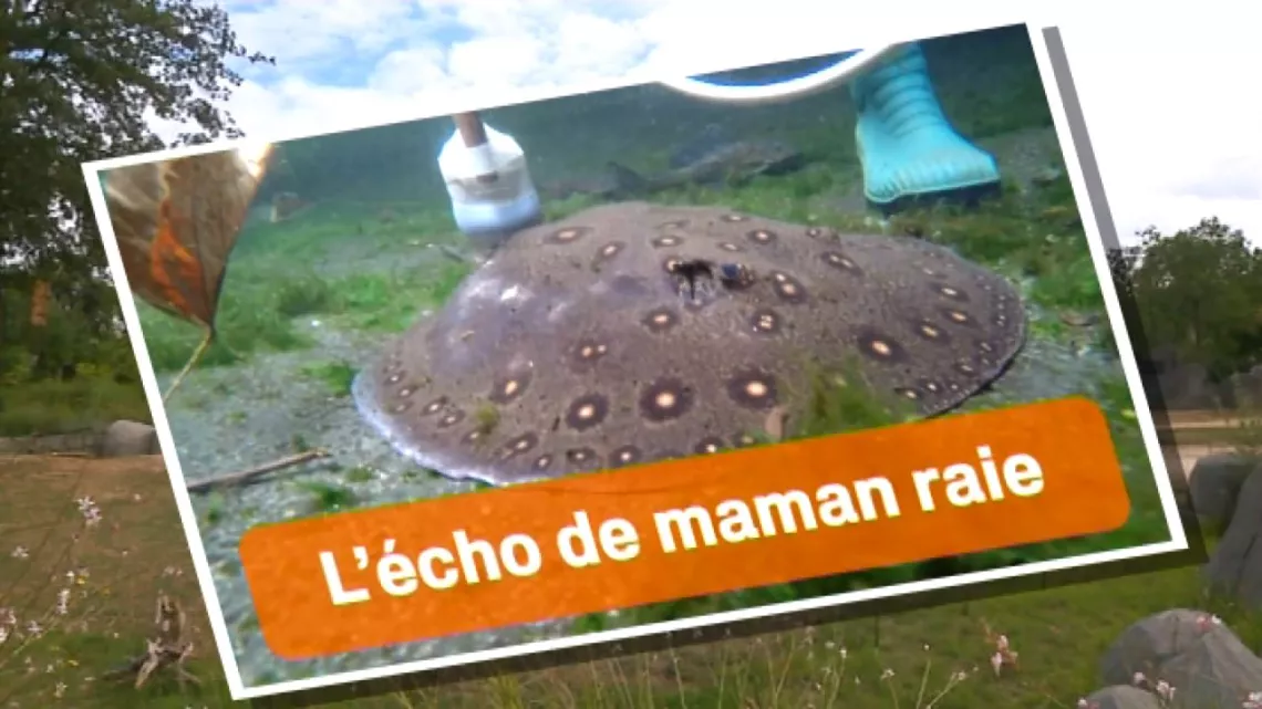 L'écho de maman Raie
