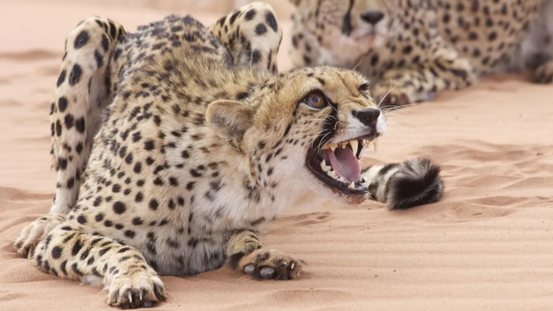 L'ODYSSEE DES FELINS DE MARTIN WILLIAMS #REUNION 1ERE
