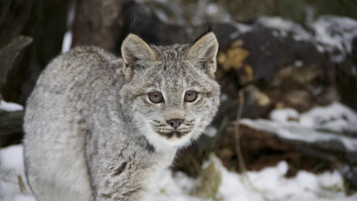 L'ODYSSEE DES FELINS DE MARTIN WILLIAMS #REUNION 1ERE