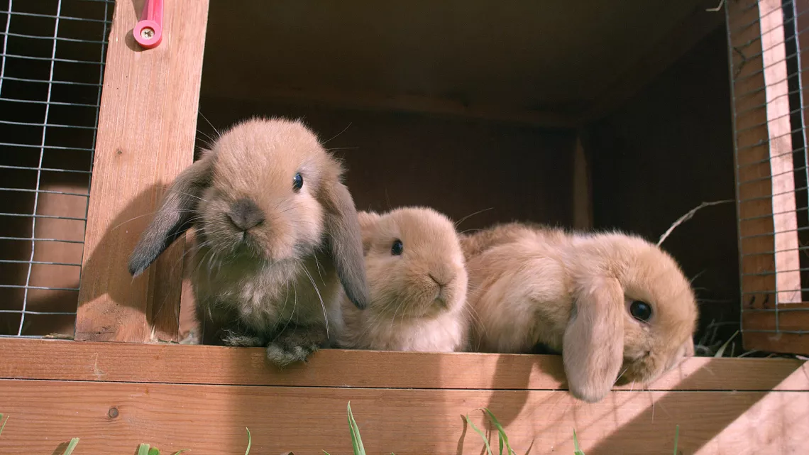Lapins