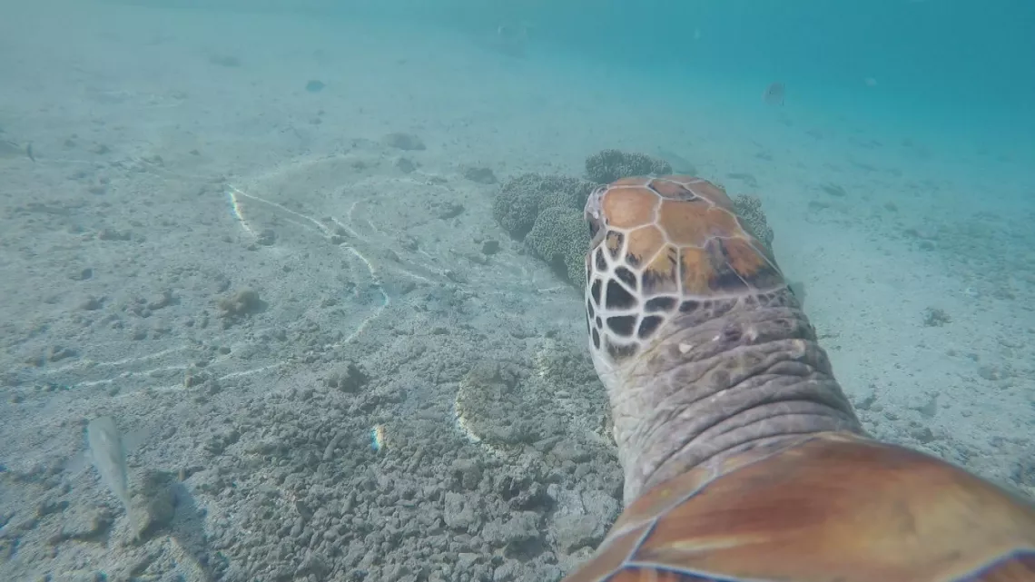 UNE SAISON A TAHITI
