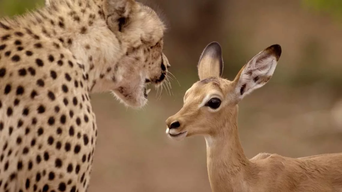 Si j'étais un animal