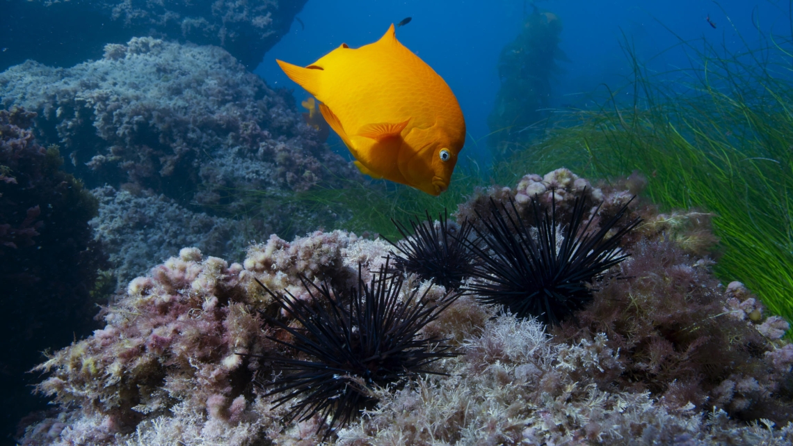 PLANÈTE BLEUE 2