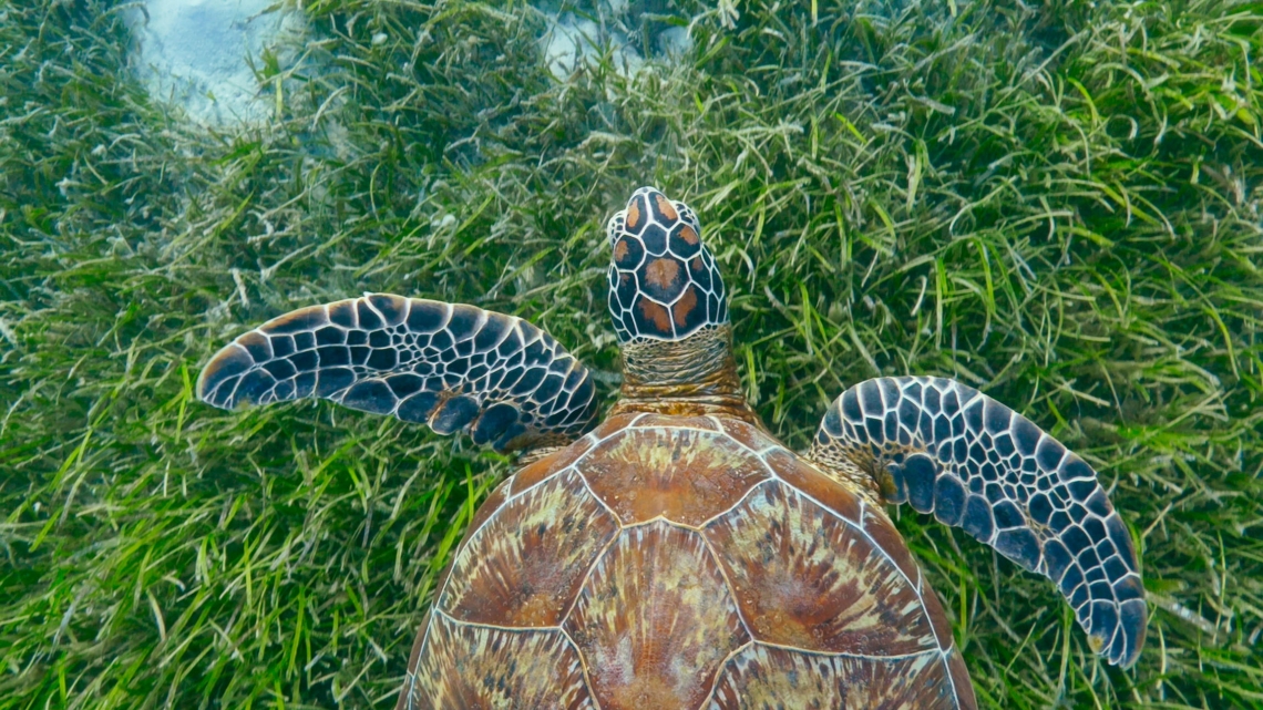 PLANÈTE BLEUE 2