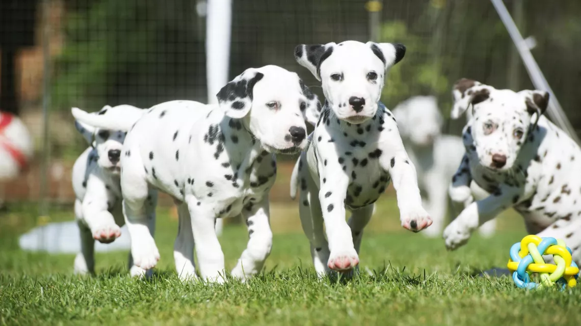 UNE VIE DE CHIOT, NOUVELLE GENERATION