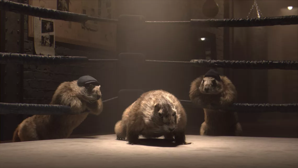 Marmotte Rocky