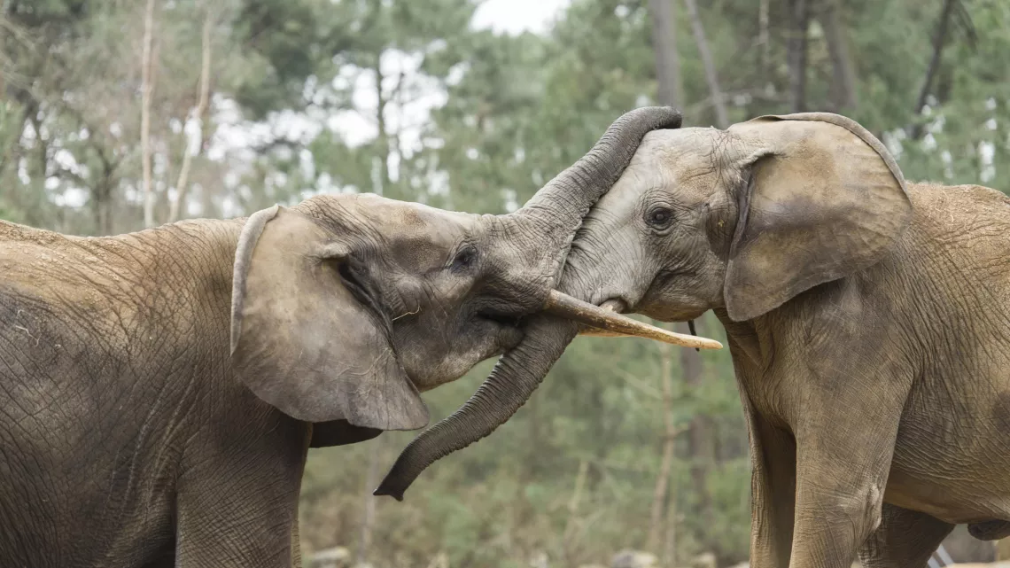 UNE SAISON AU ZOO
