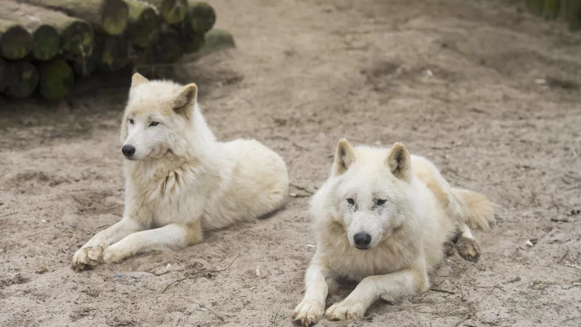 UNE SAISON AU ZOO