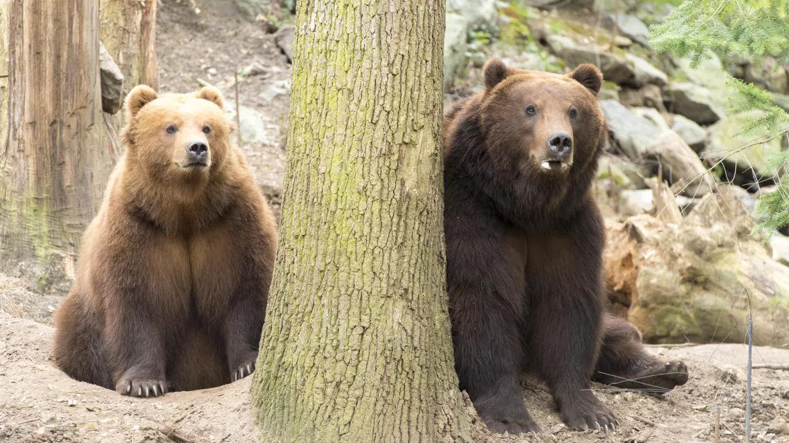 UNE SAISON AU ZOO