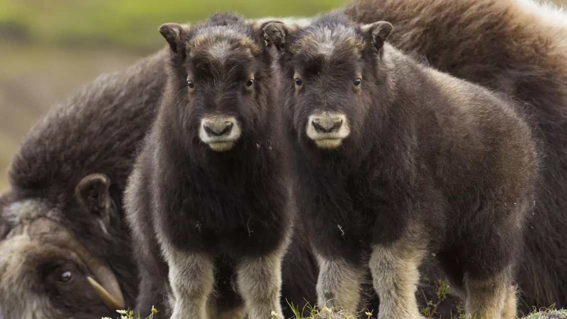 BEBES ANIMAUX