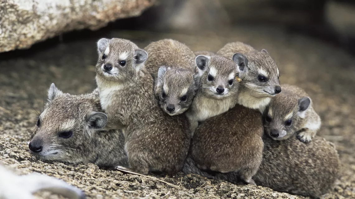 BEBES ANIMAUX