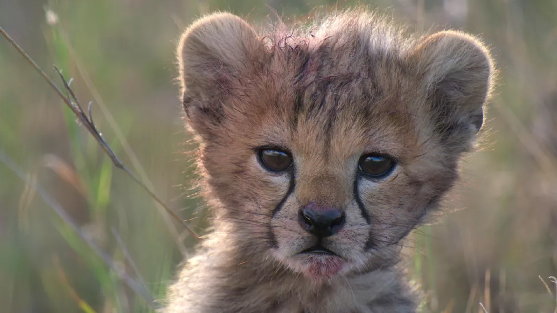 PREMIERS PAS DANS LA SAVANE