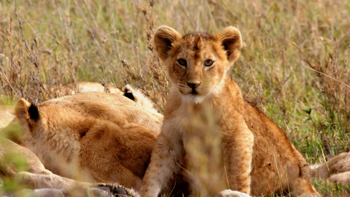 PREMIERS PAS DANS LA SAVANE