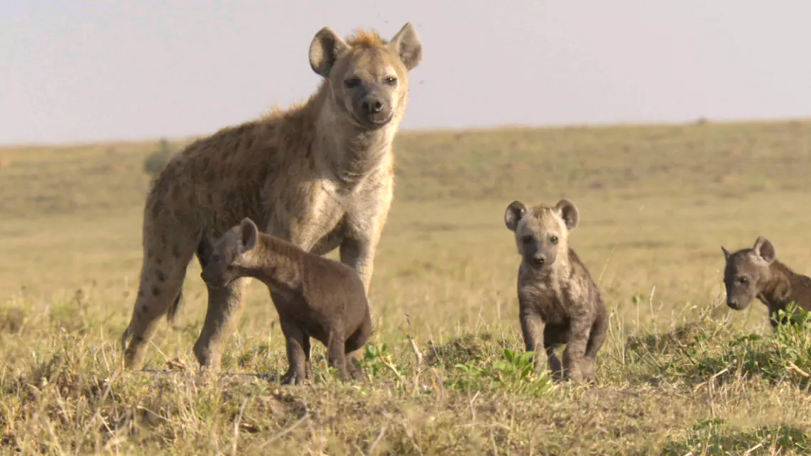 PREMIERS PAS DANS LA SAVANE