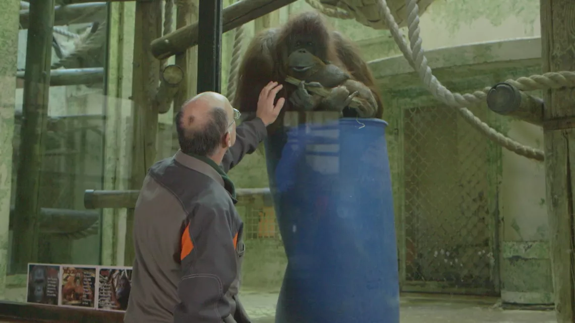 Soigneur et orang-outan 
