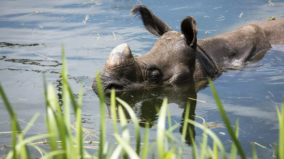 UNE SAISON AU ZOO