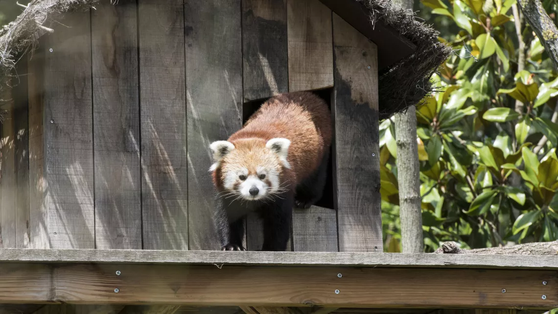 UNE SAISON AU ZOO