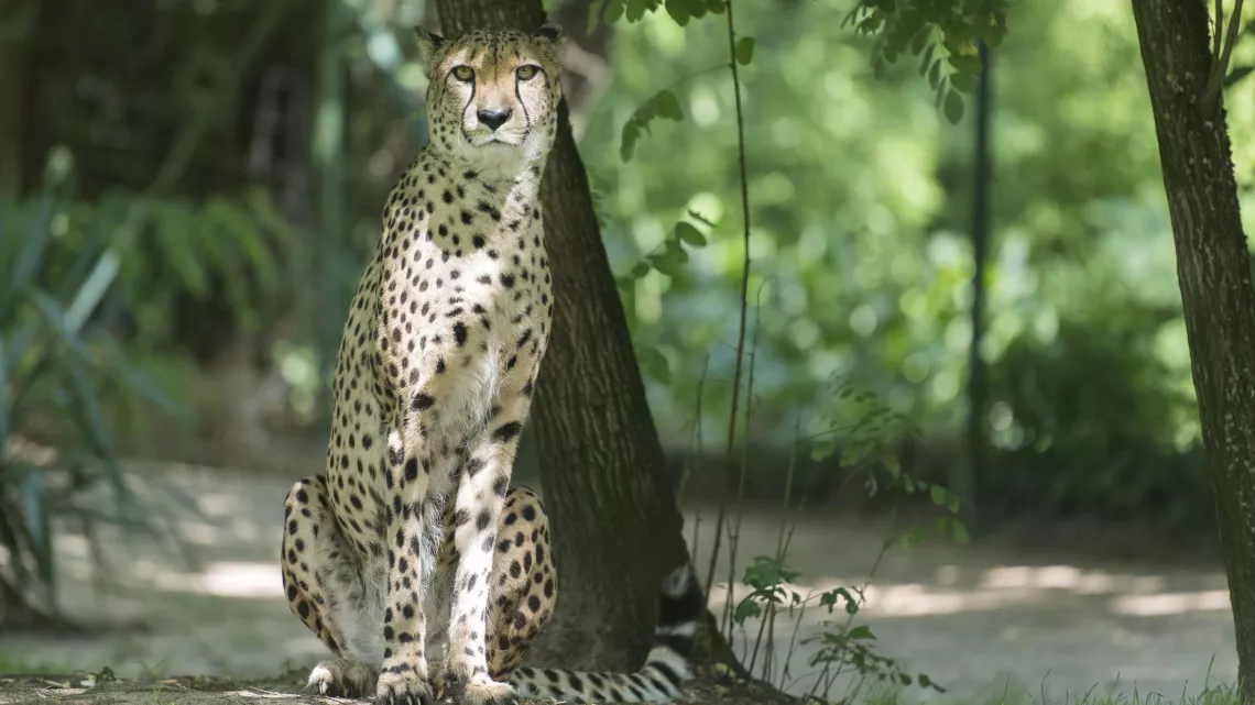 UNE SAISON AU ZOO