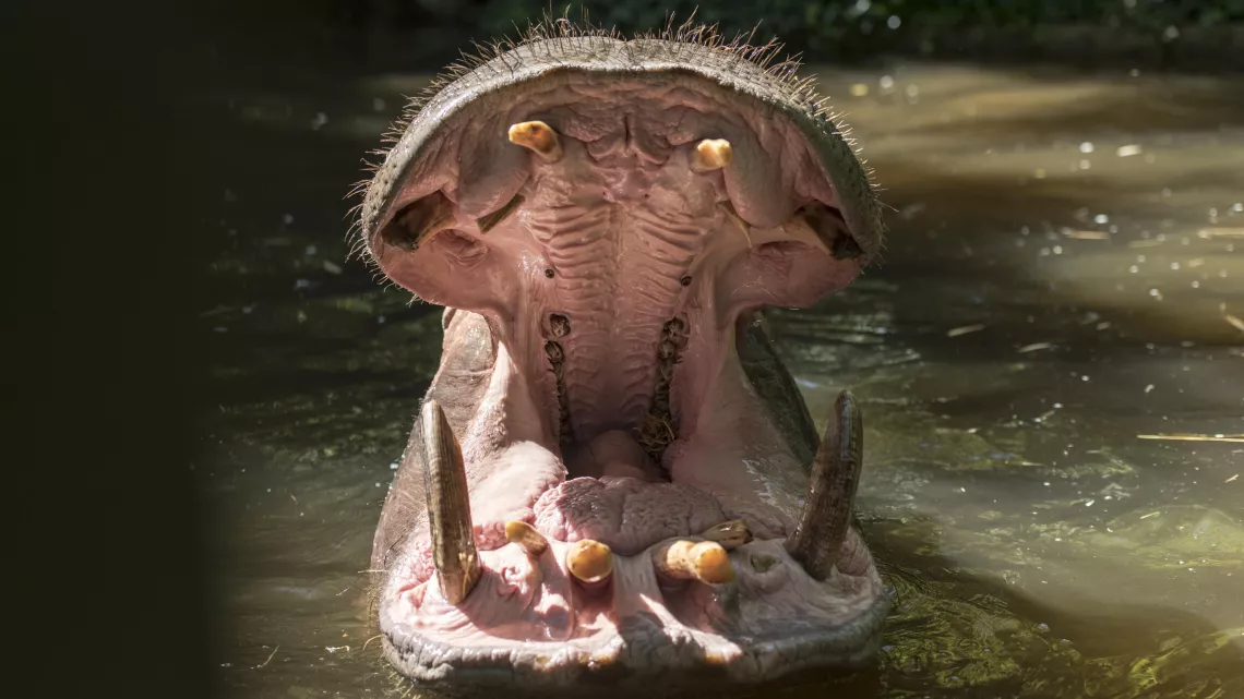 UNE SAISON AU ZOO