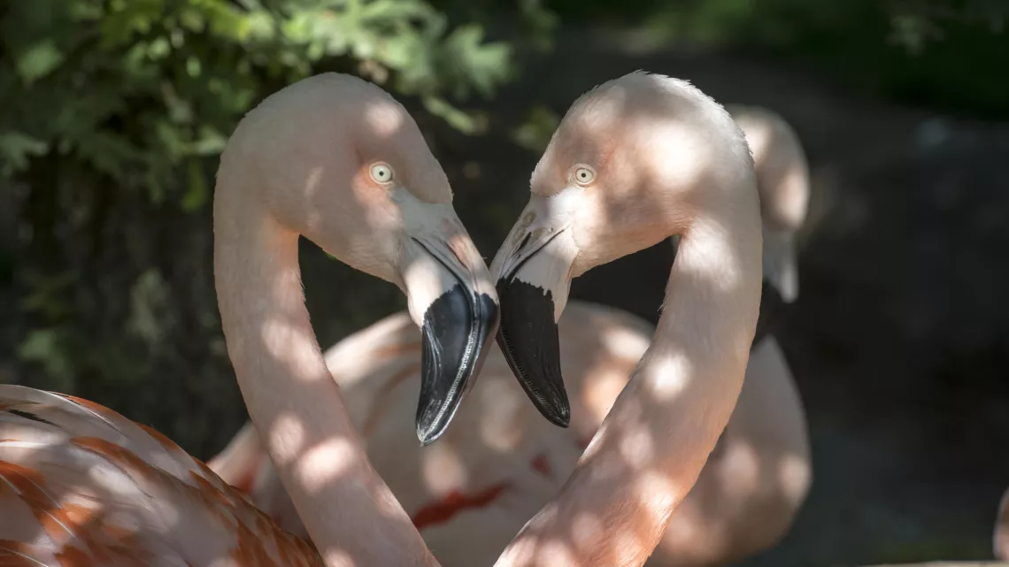 UNE SAISON AU ZOO