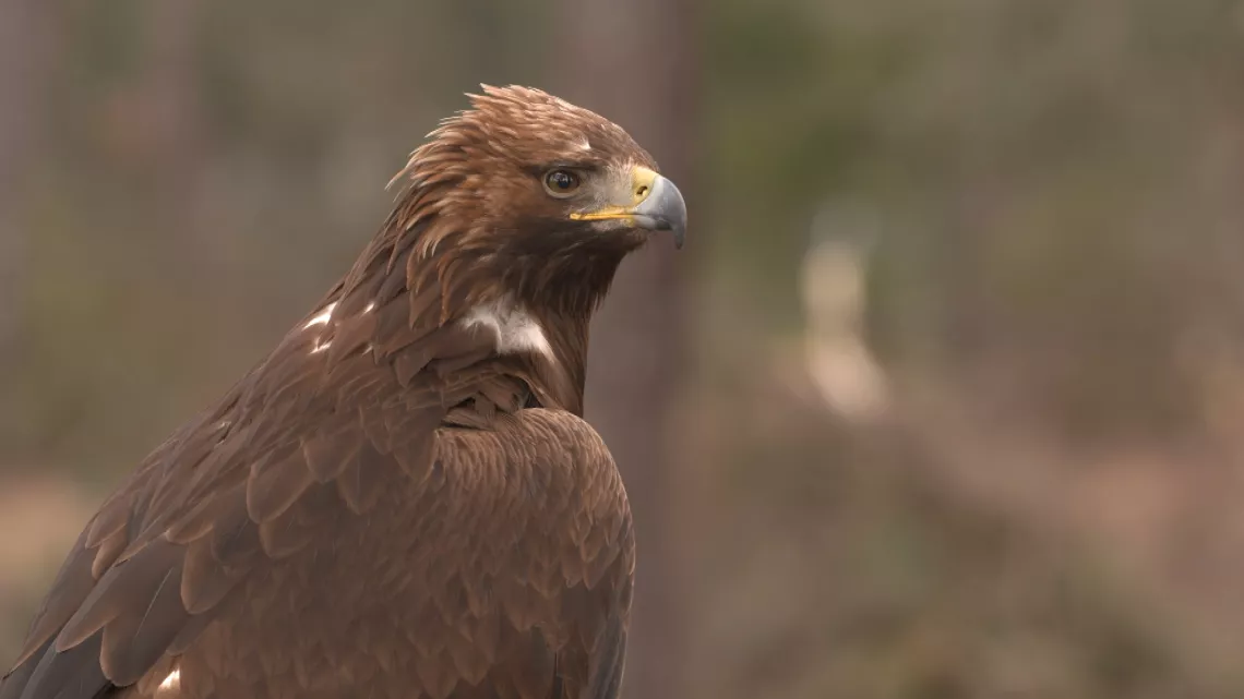Les animaux face au terrorisme 2