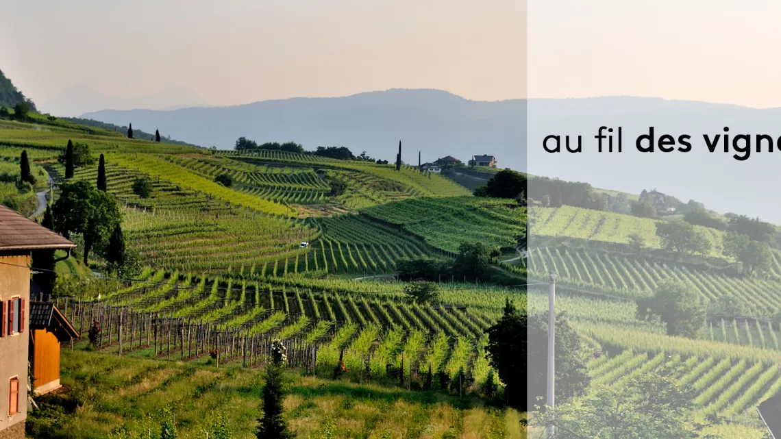 Au fil des vignes