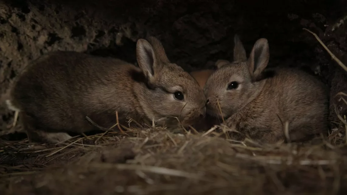 Lapins 3