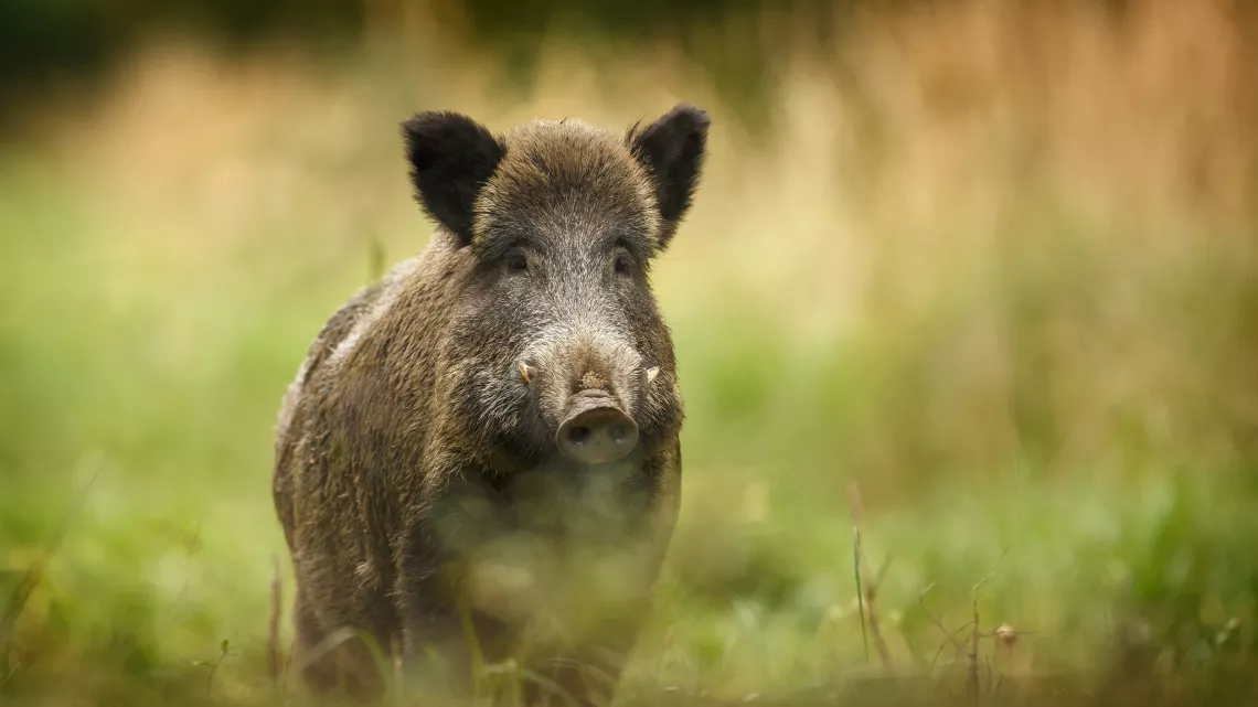 La Vie Secrète des Animaux du Village 