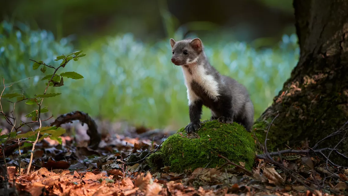 La Vie Secrète des Animaux du Village 